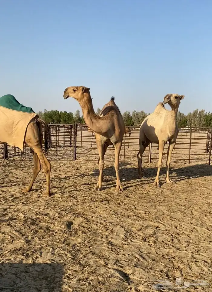 ابكار حمر وشقح كككفو وطيبه للبيع 1