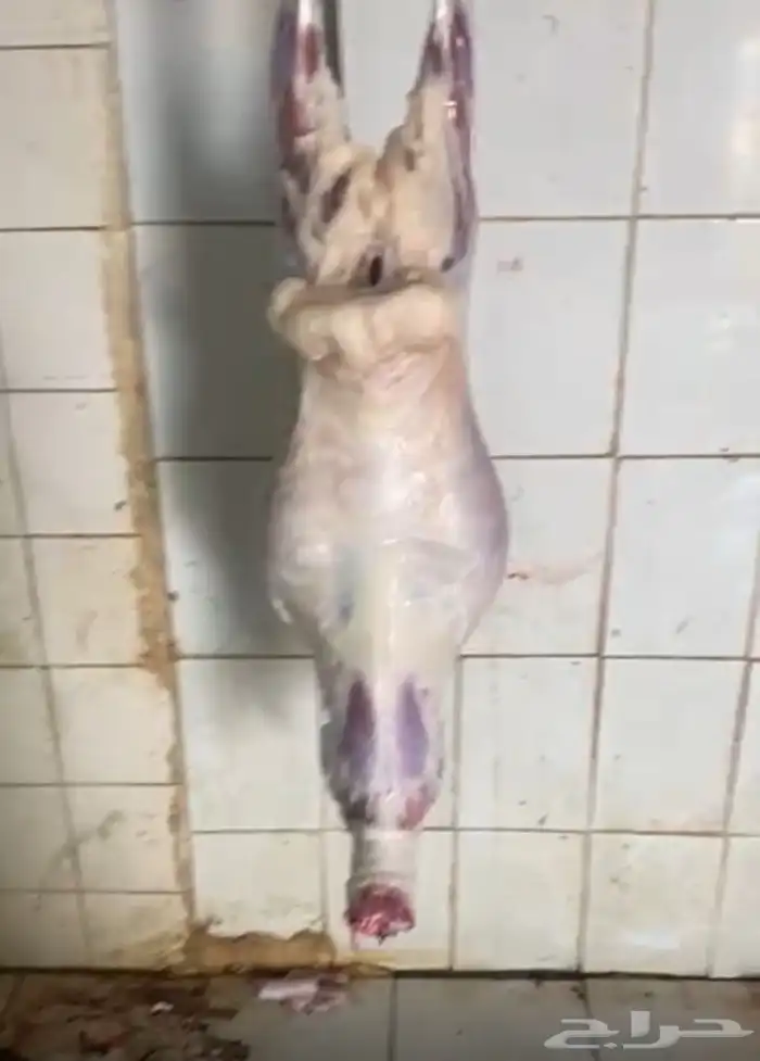 برابر بربري ذبح 1