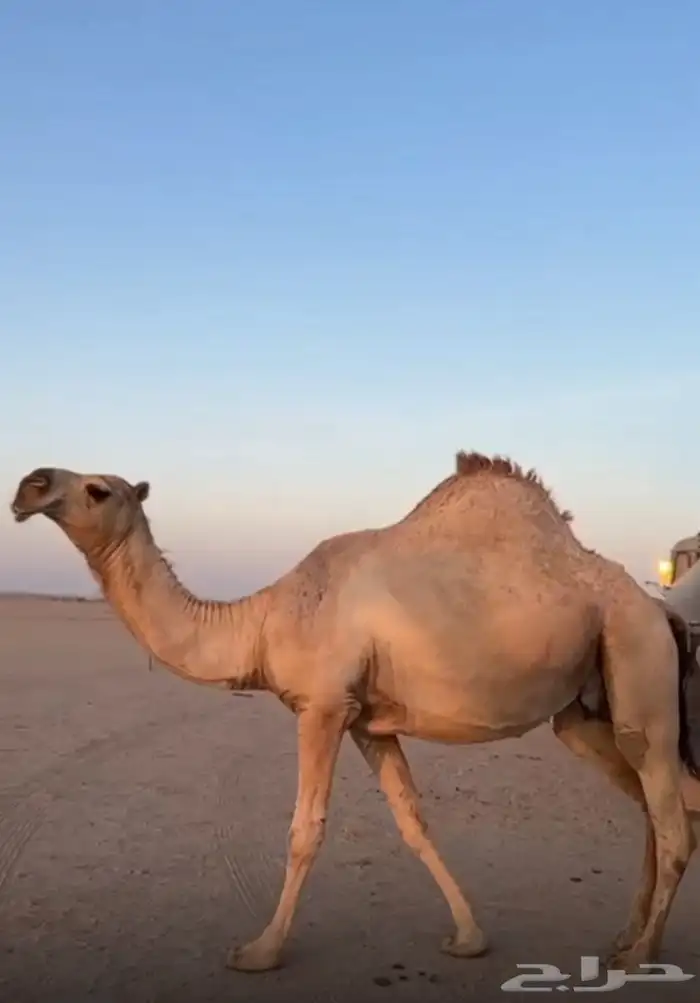 للبيع حايل 0