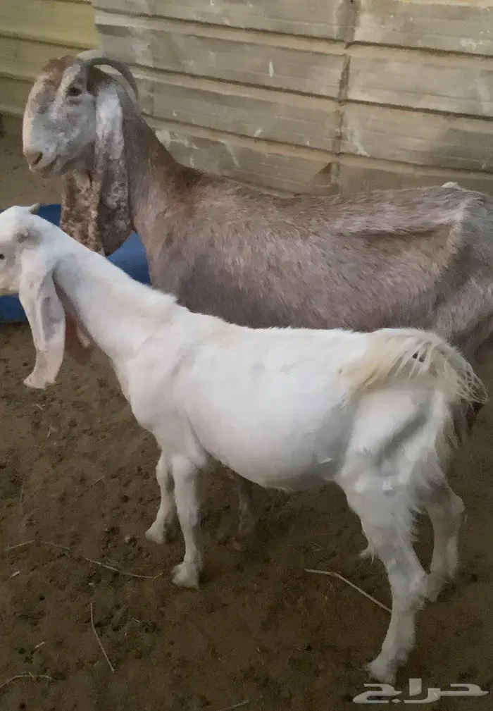 عنز للبيع 2