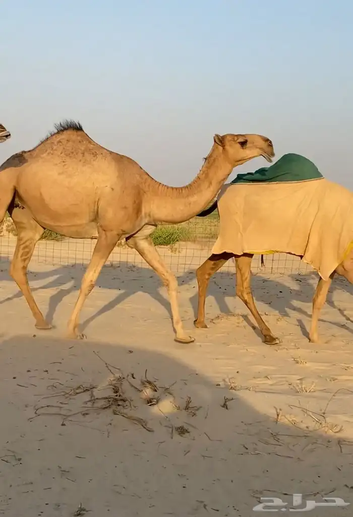 ابكار حمر وشقح كككفو وطيبه للبيع 3