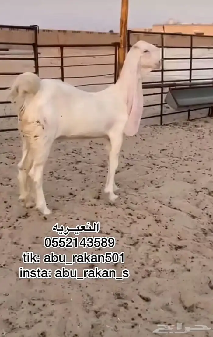 جفره مطوره برصا 1