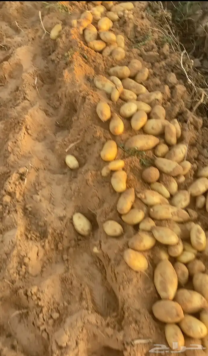 بطاطس 0