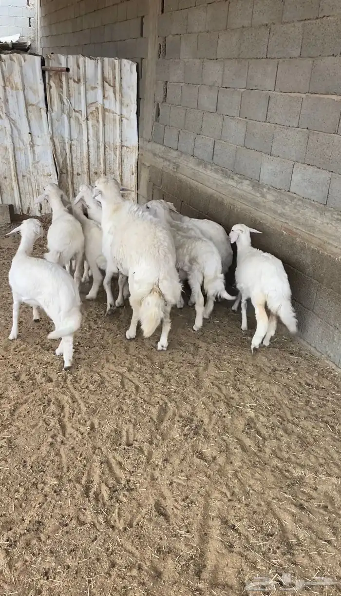 طلي فحل للبيع مشروط من كل شي باذن لله 1