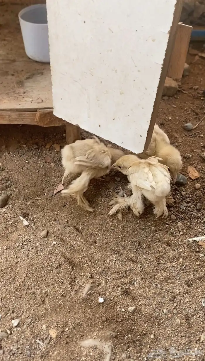 صوص براهم تم البيع 1