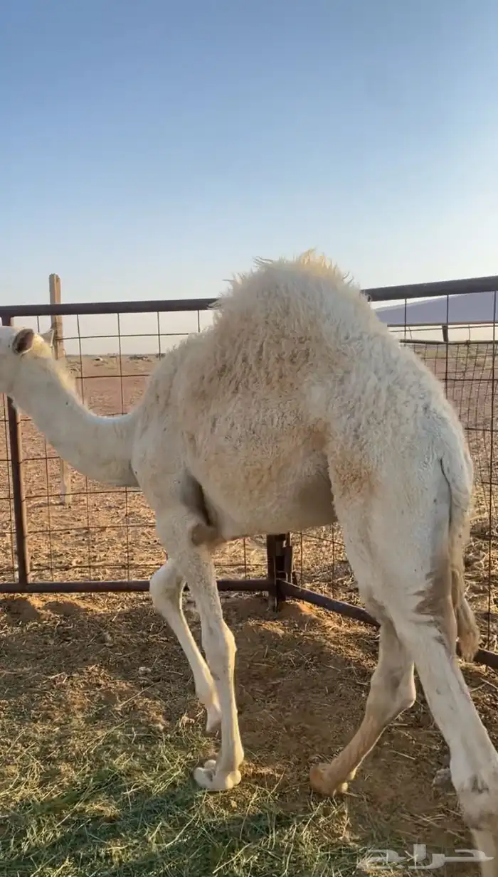 قعود للبيع 1