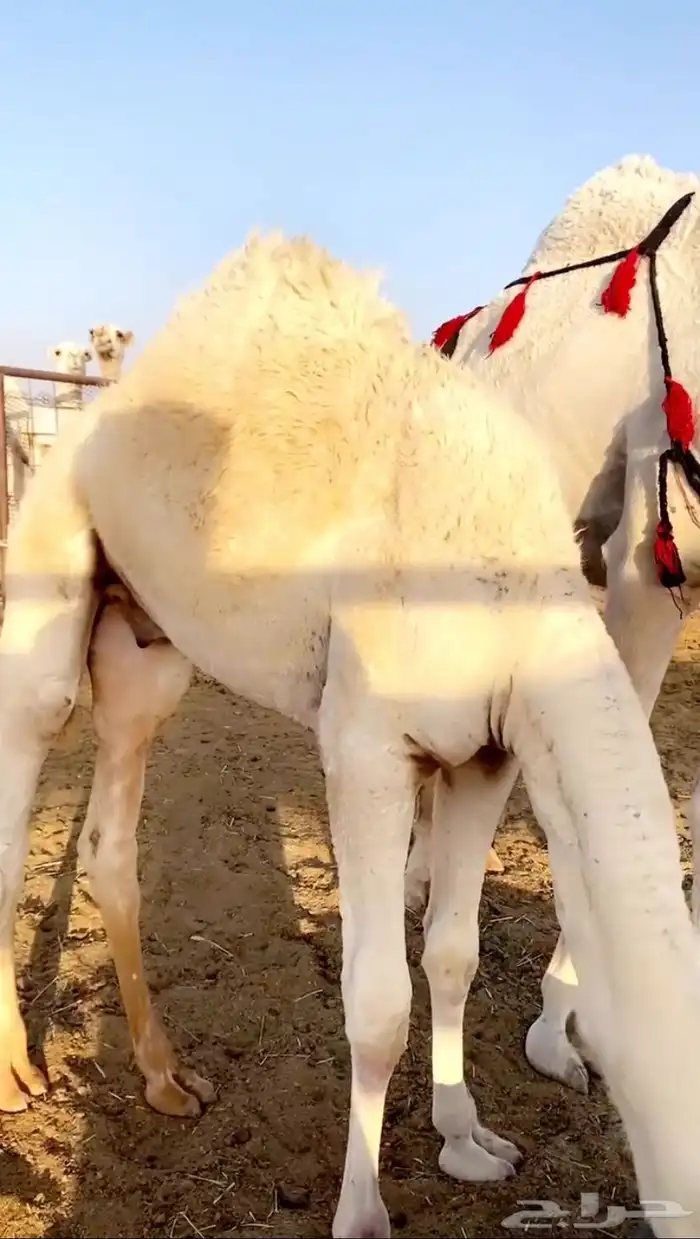 قعود للبيع 0