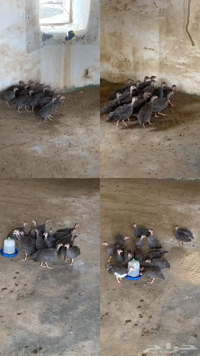 دجاج حبشي 0
