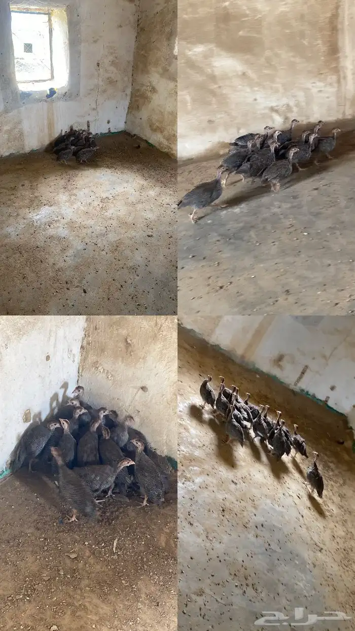 دجاج حبشي 1