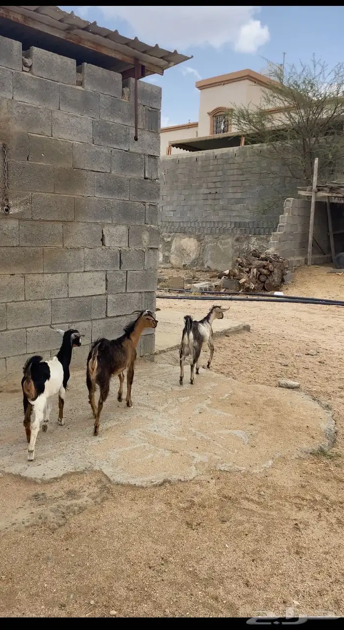 تيوس كفو 1