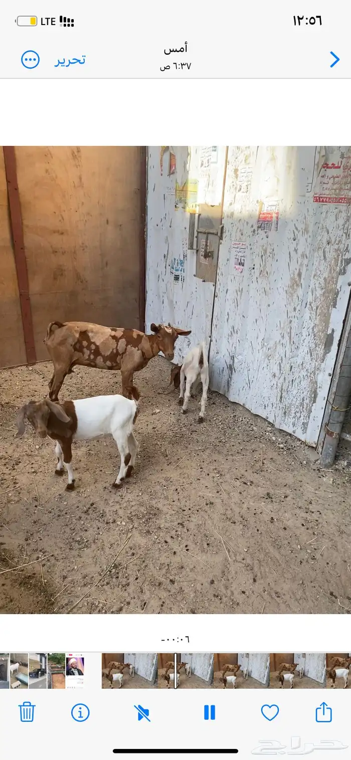 الاحساء بني معن 1