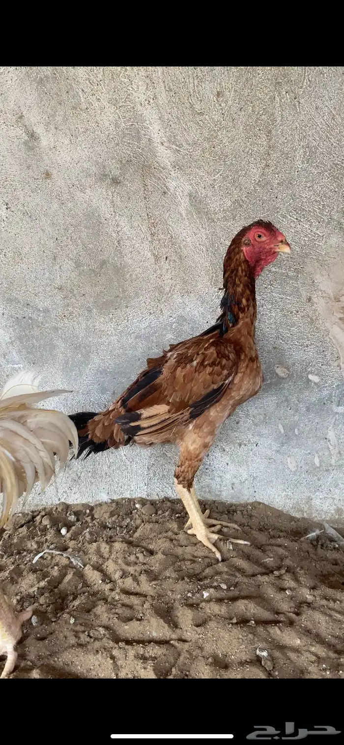 دجاج 1