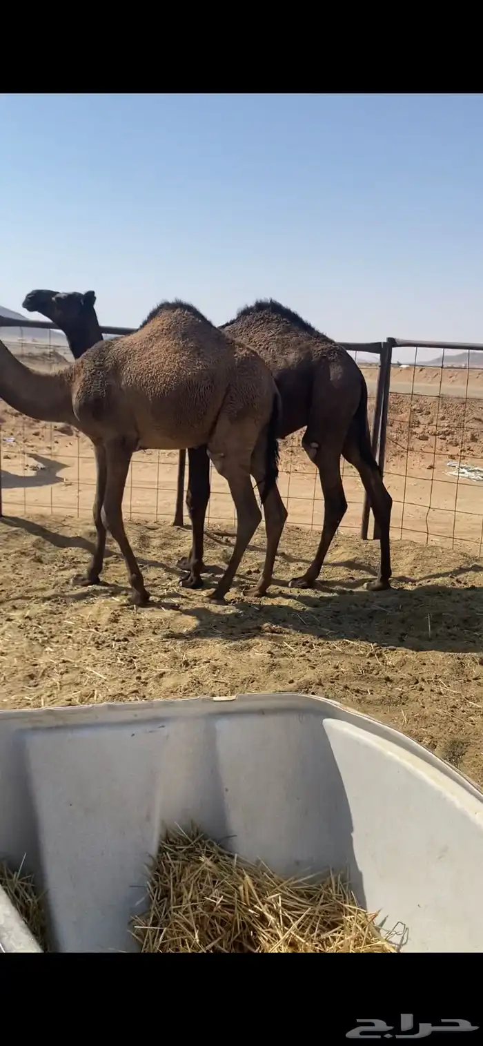 حشو مفاريد 2