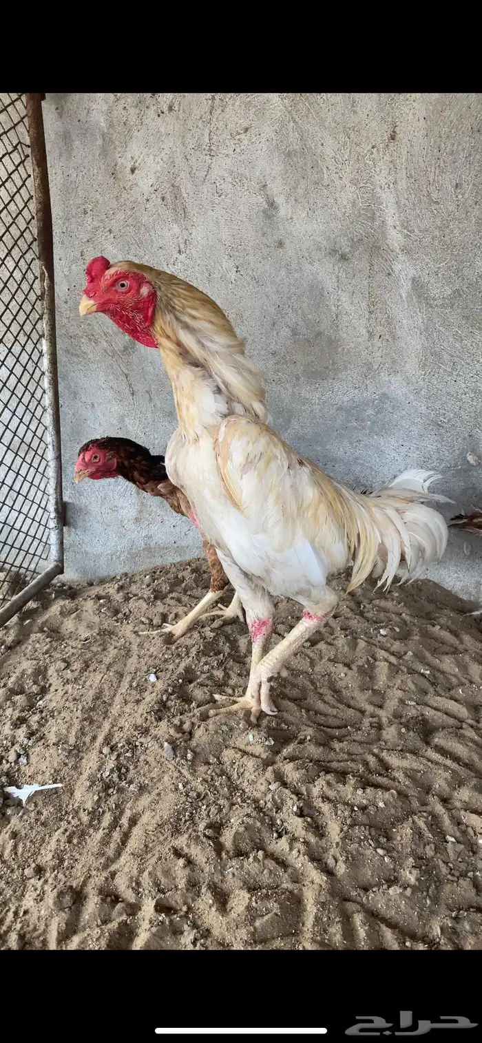 دجاج 2