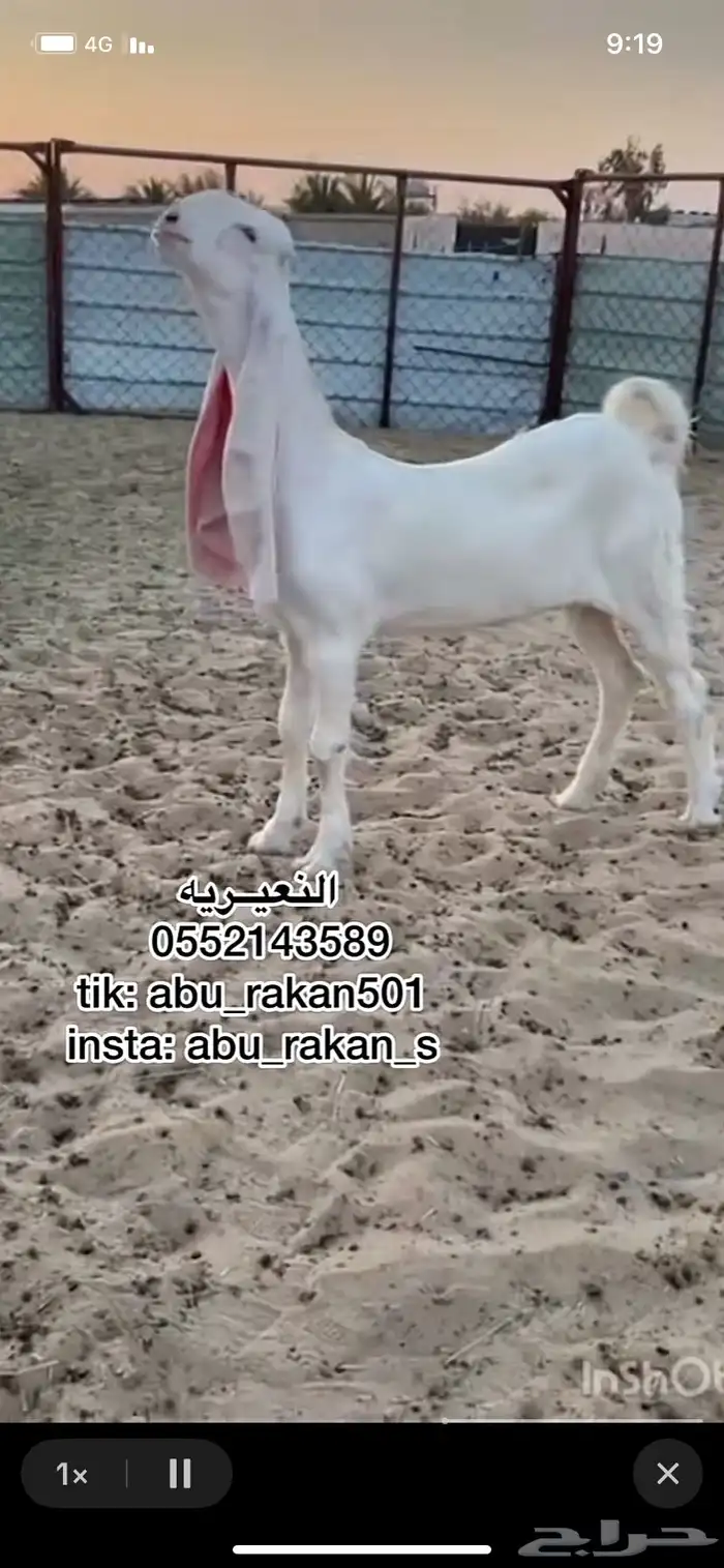 جفره مطوره برصا 0