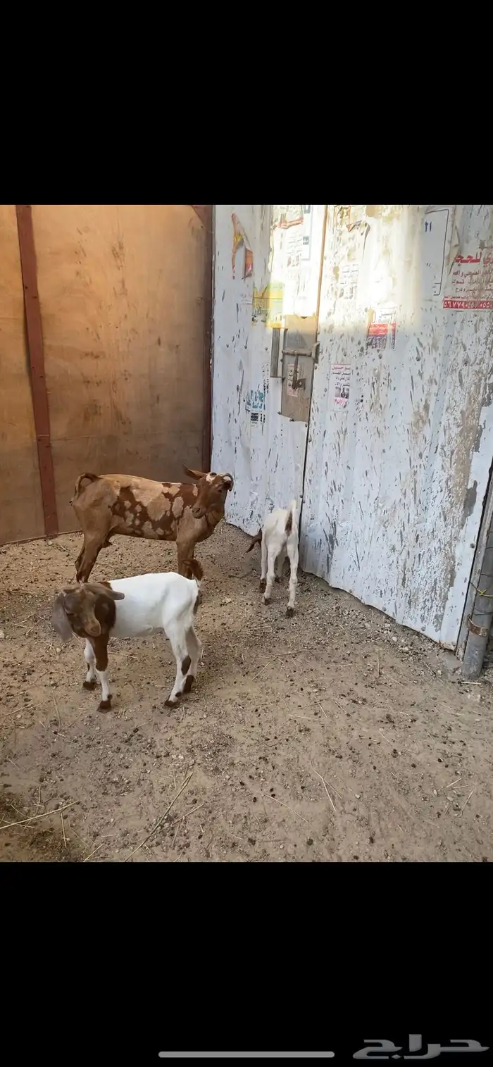 الاحساء بني معن 2