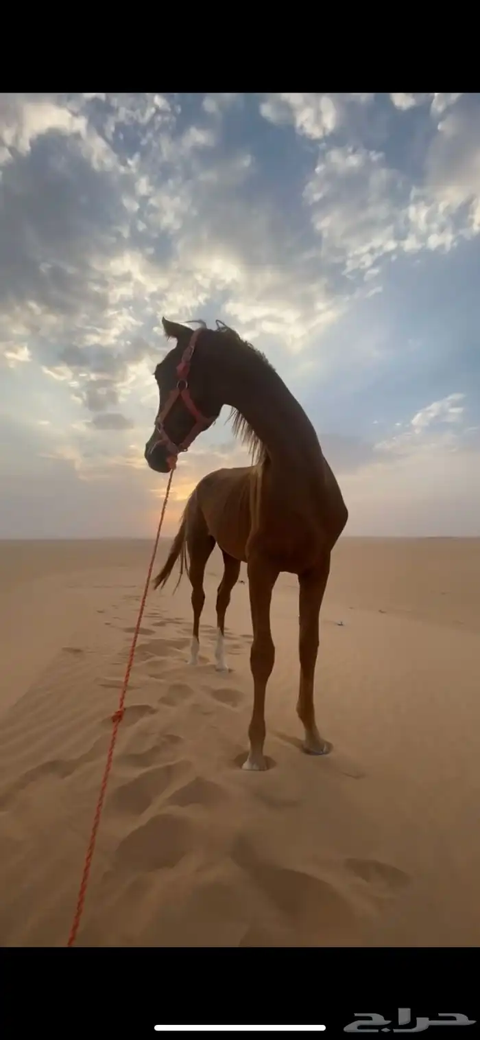 حصان للبيع 0