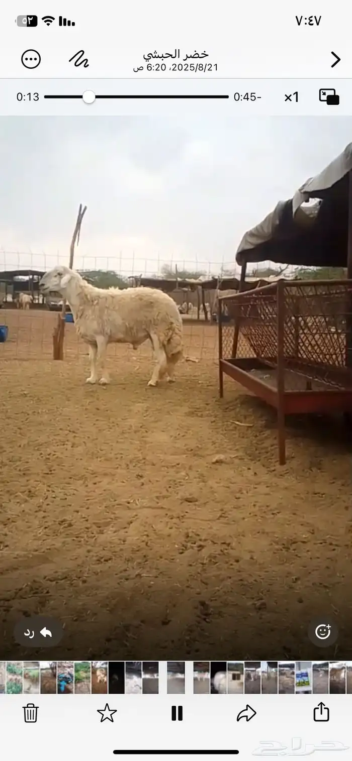 طلي احرش فحل حري صنف 1