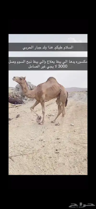 ولد جبار الحربي 0