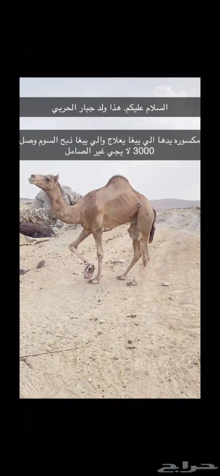 ولد جبار الحربي 0