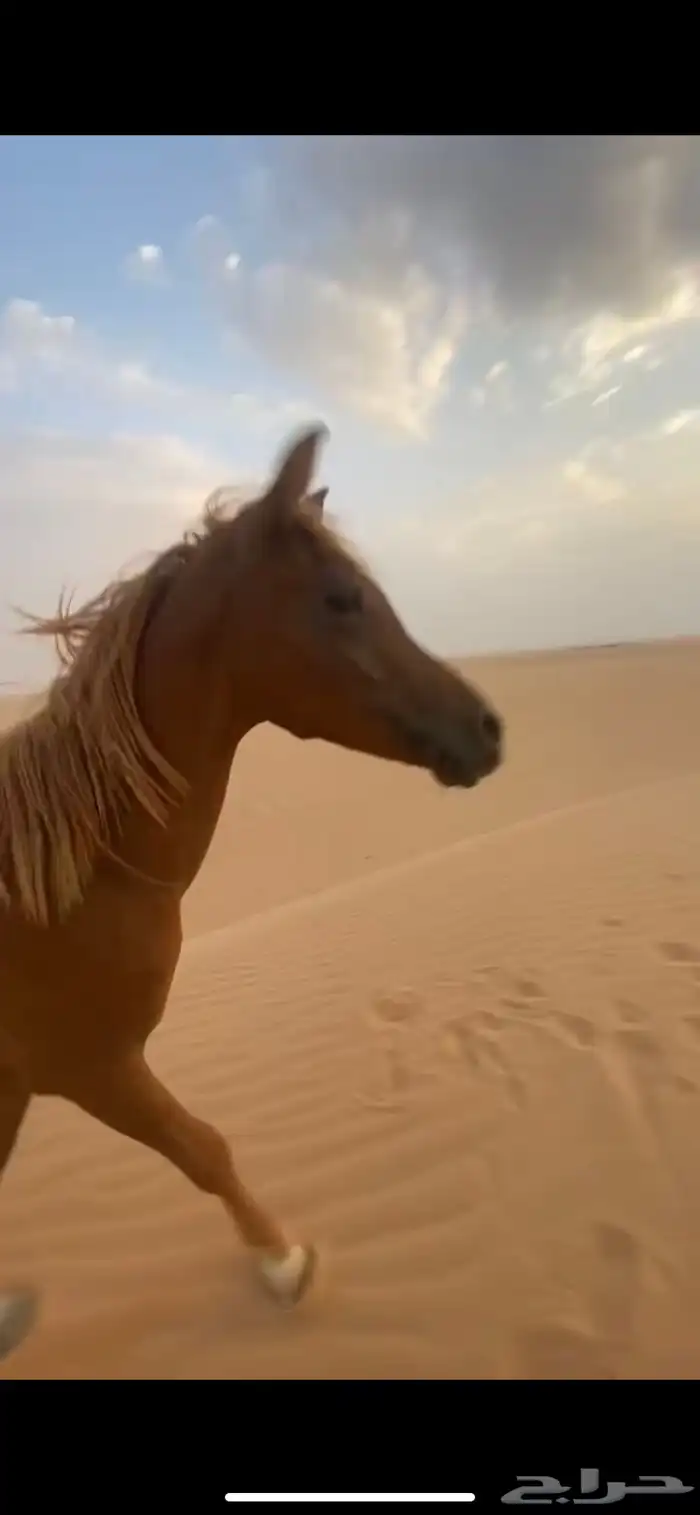 حصان للبيع 1