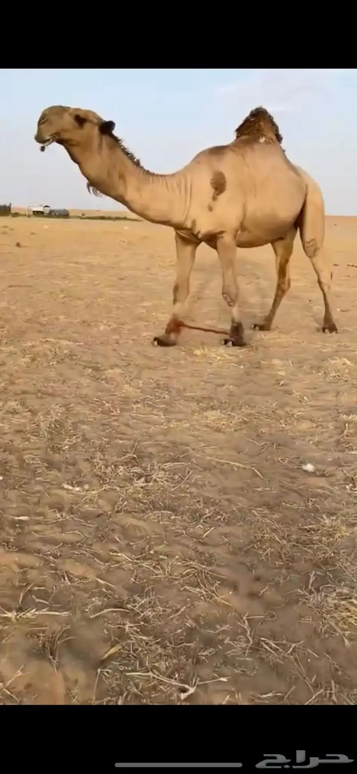 لقحه على بعير كفو 4