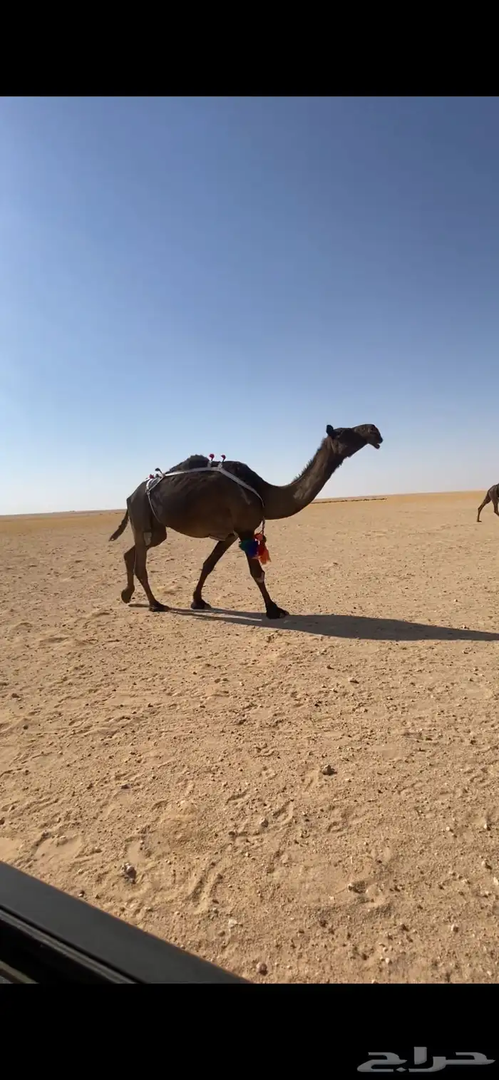 لقحه 0