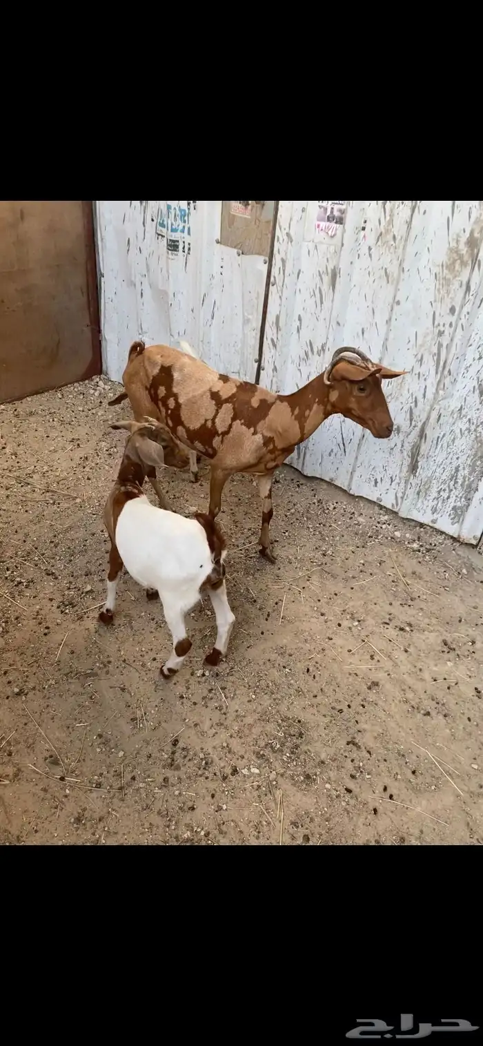 الاحساء بني معن 0