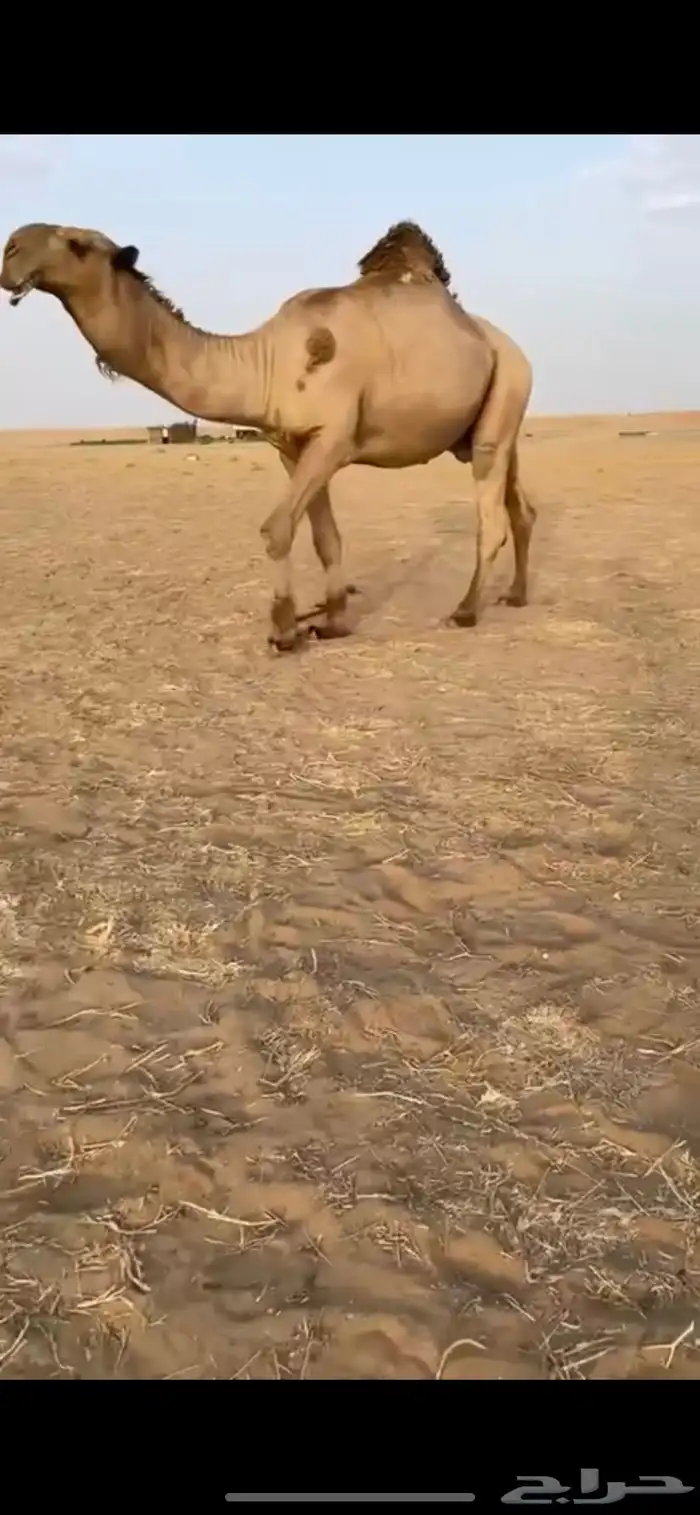 لقحه على بعير كفو 5