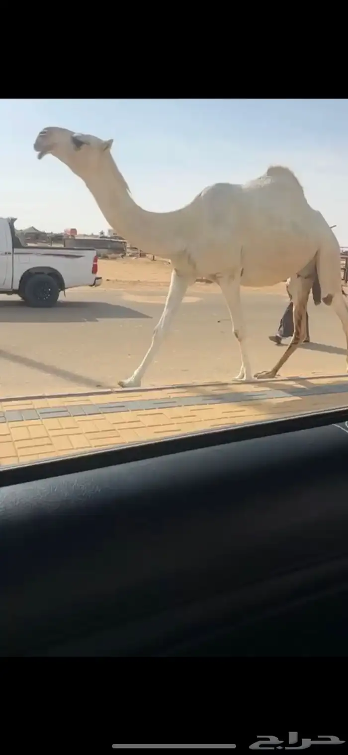 لقحه على بعير كفو 2