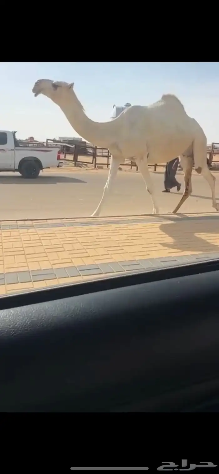 لقحه على بعير كفو 1