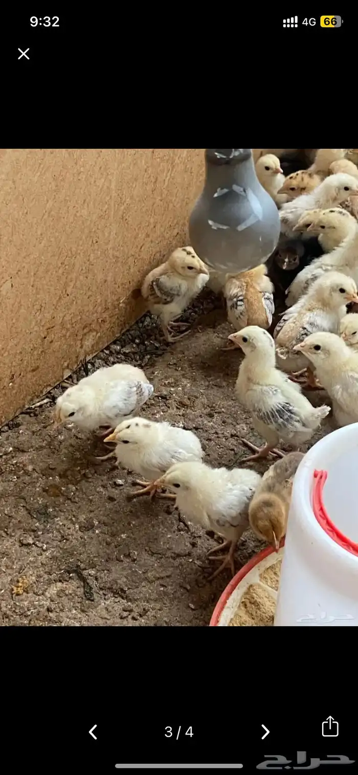 صوص بلدي للبيع 0