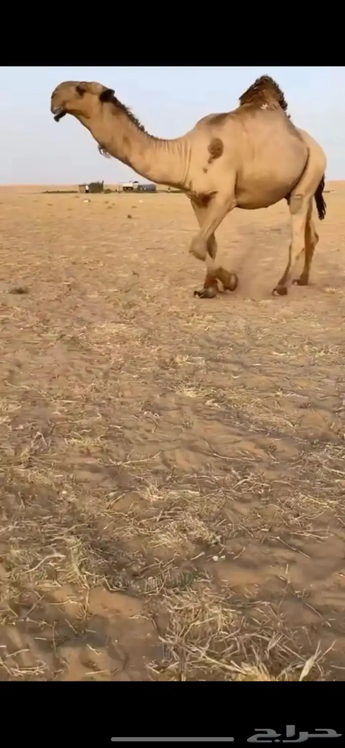 لقحه على بعير كفو 3