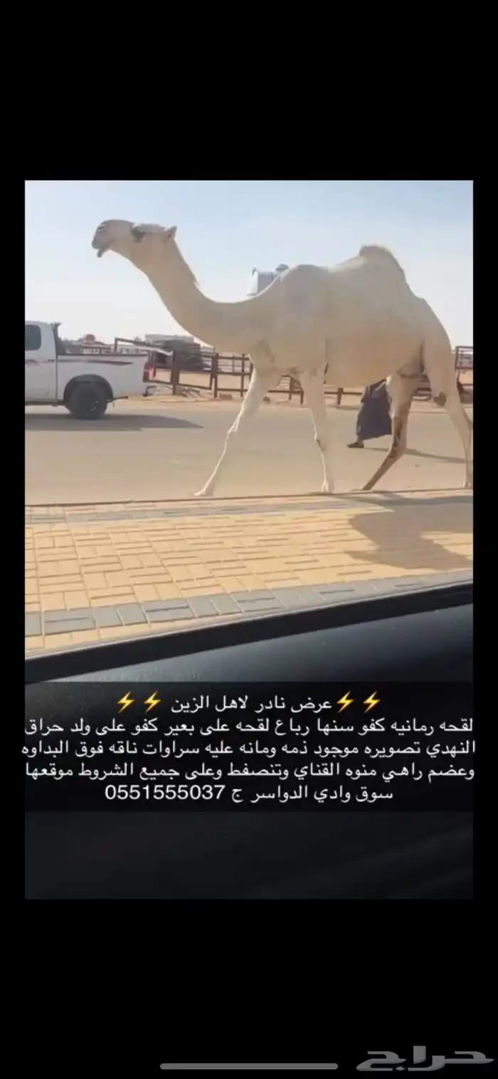 لقحه على بعير كفو 0