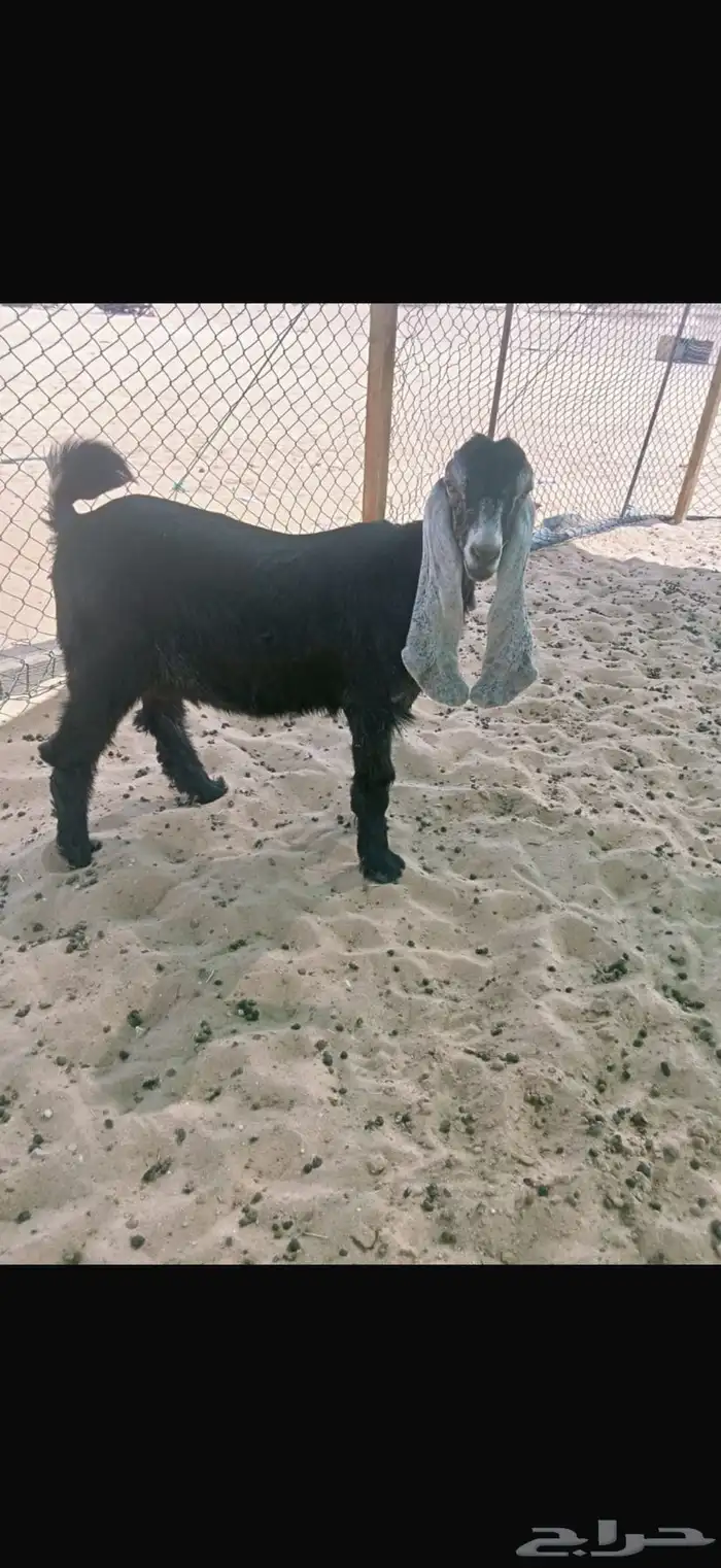 جفره عارضيه صنف طيب 2