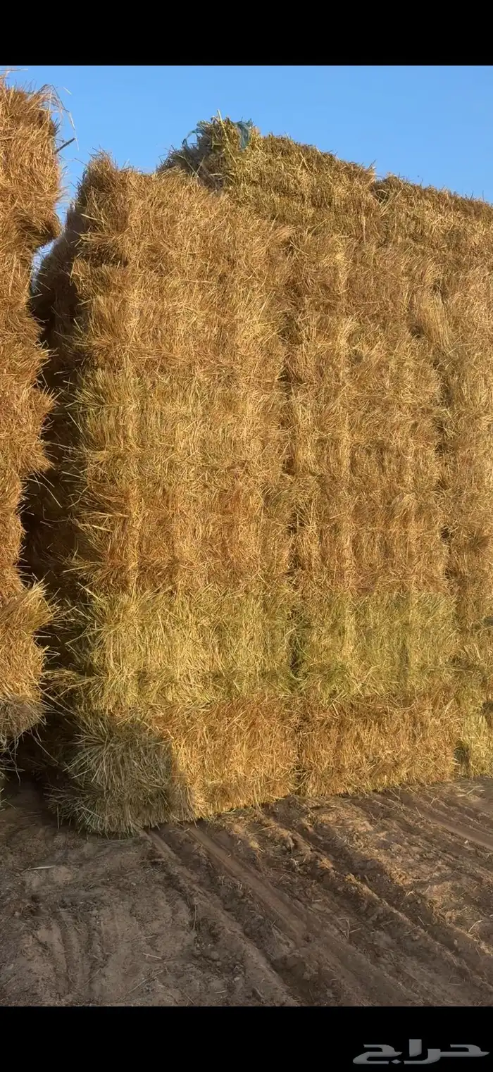 اعلاف هيبان 0