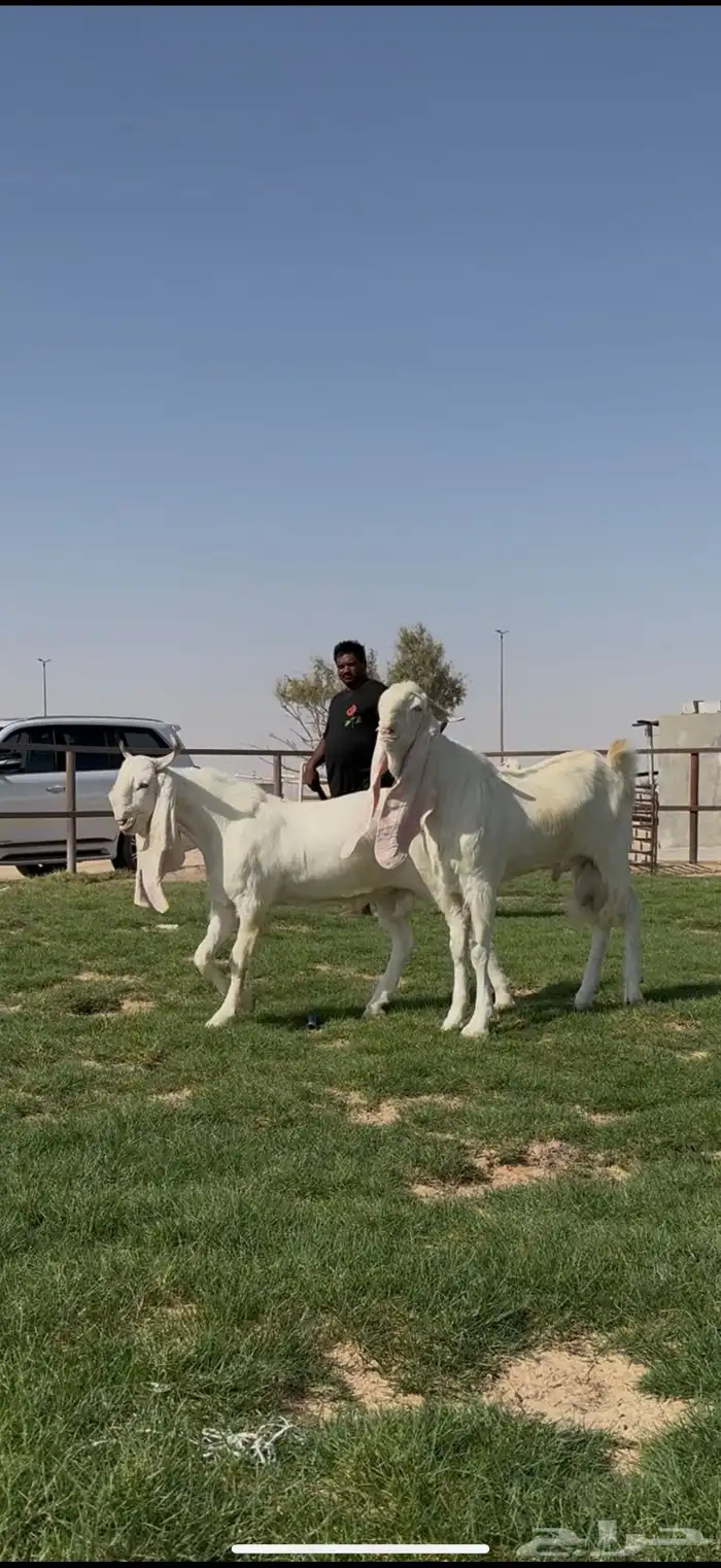 مشاريك فاخره جذعات وفحول جذعان فاخره 9