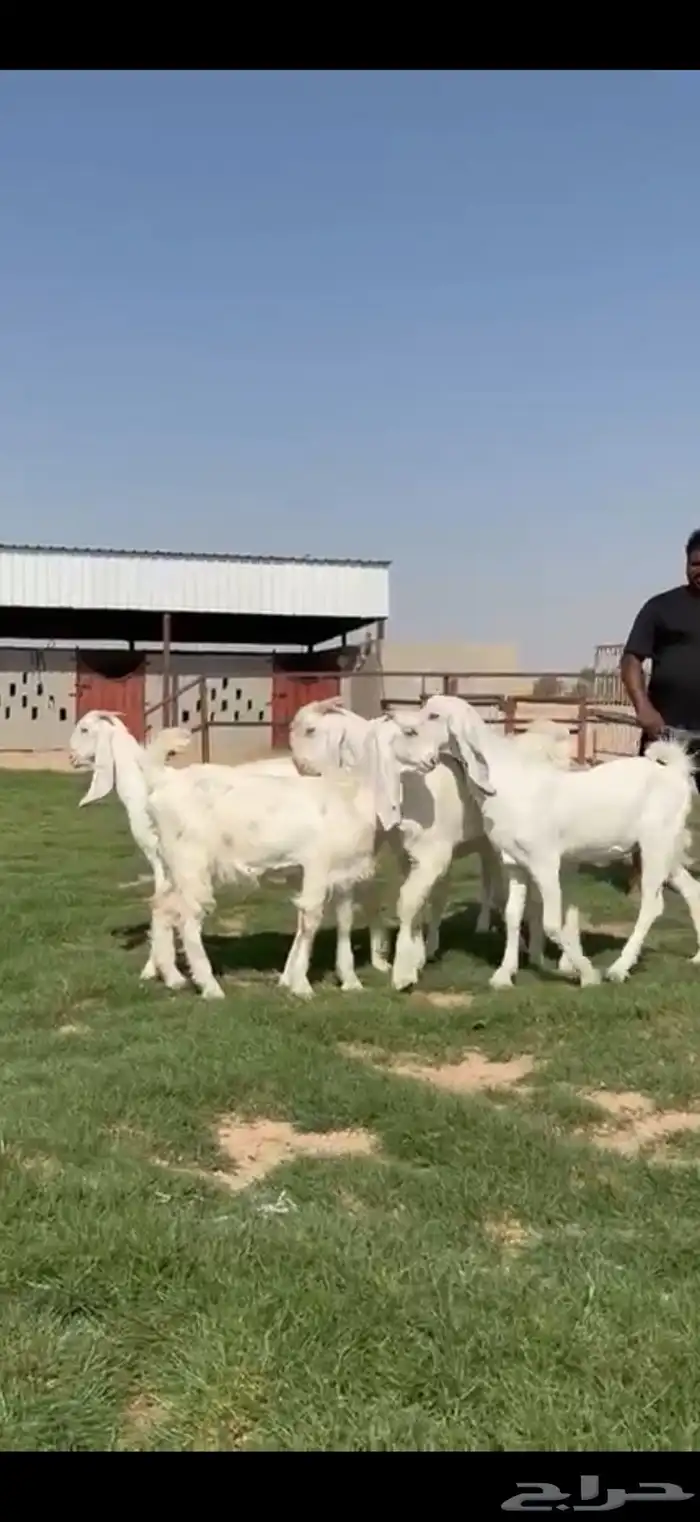 مشاريك فاخره جذعات وفحول جذعان فاخره 1