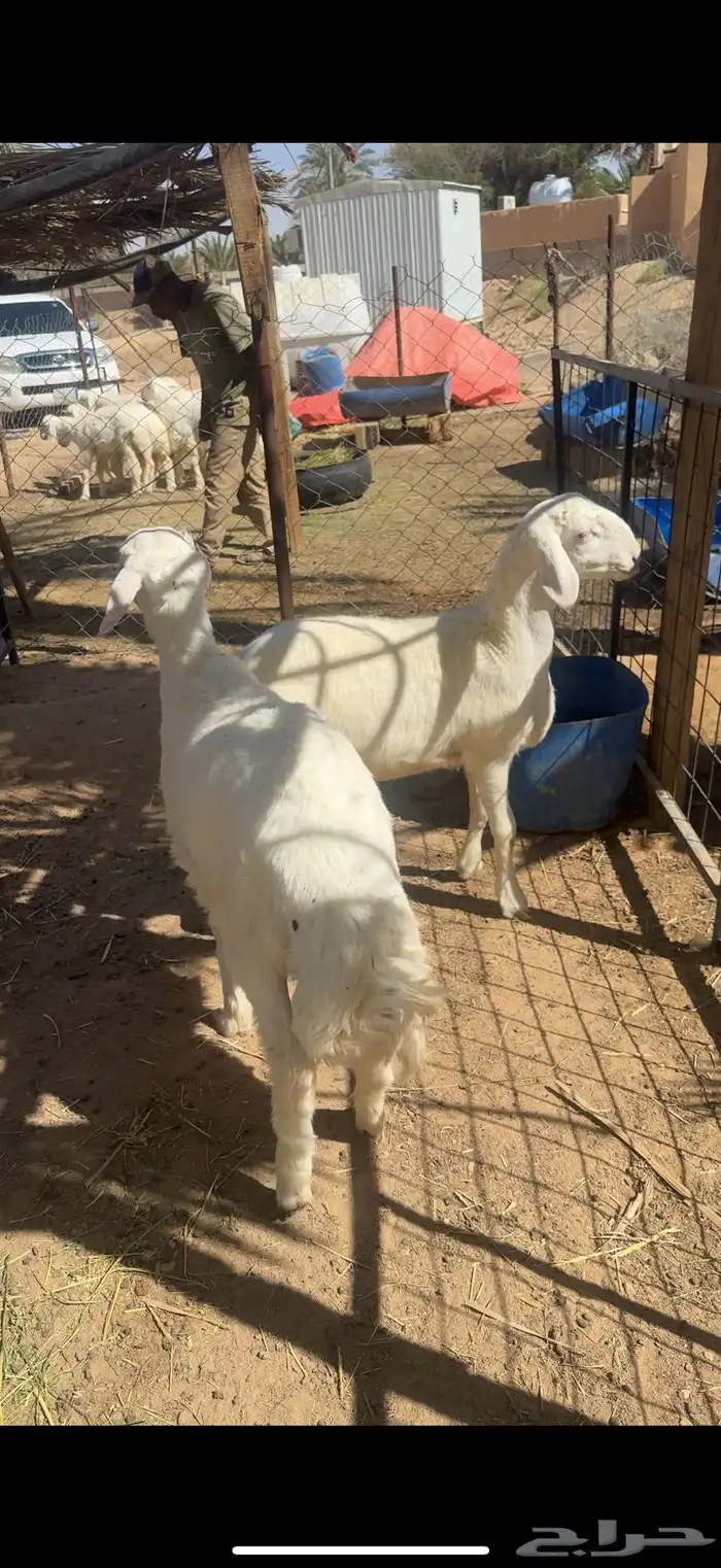 حري طيب مغلق وتربيه في المزرعه 0