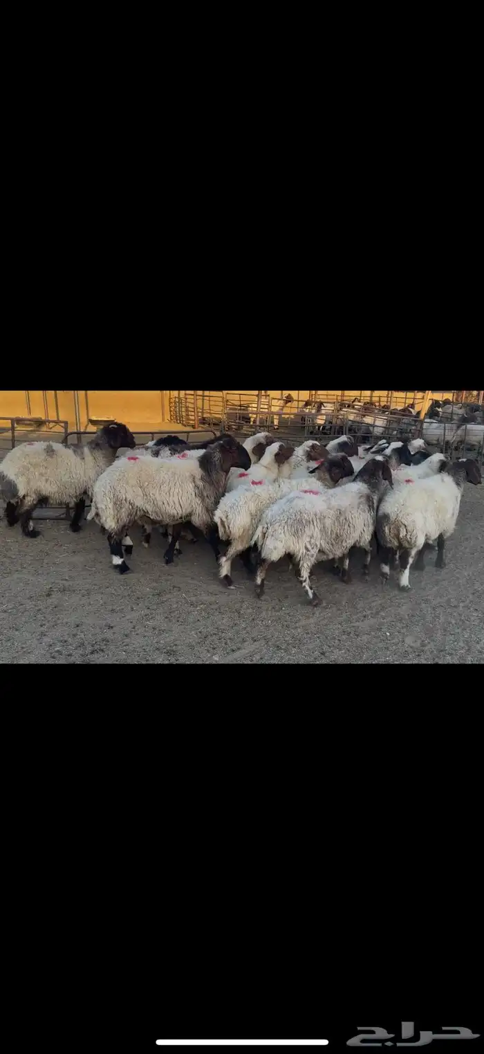 غنم نعيم دفيع . 1