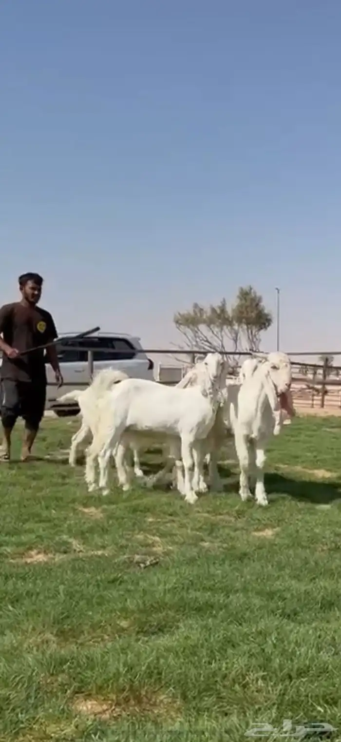 مشاريك فاخره جذعات وفحول جذعان فاخره 2
