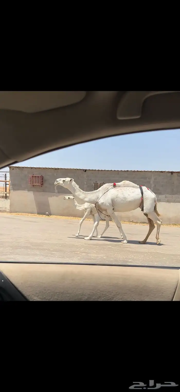 عشراء وضحاء تحتها قعود 3