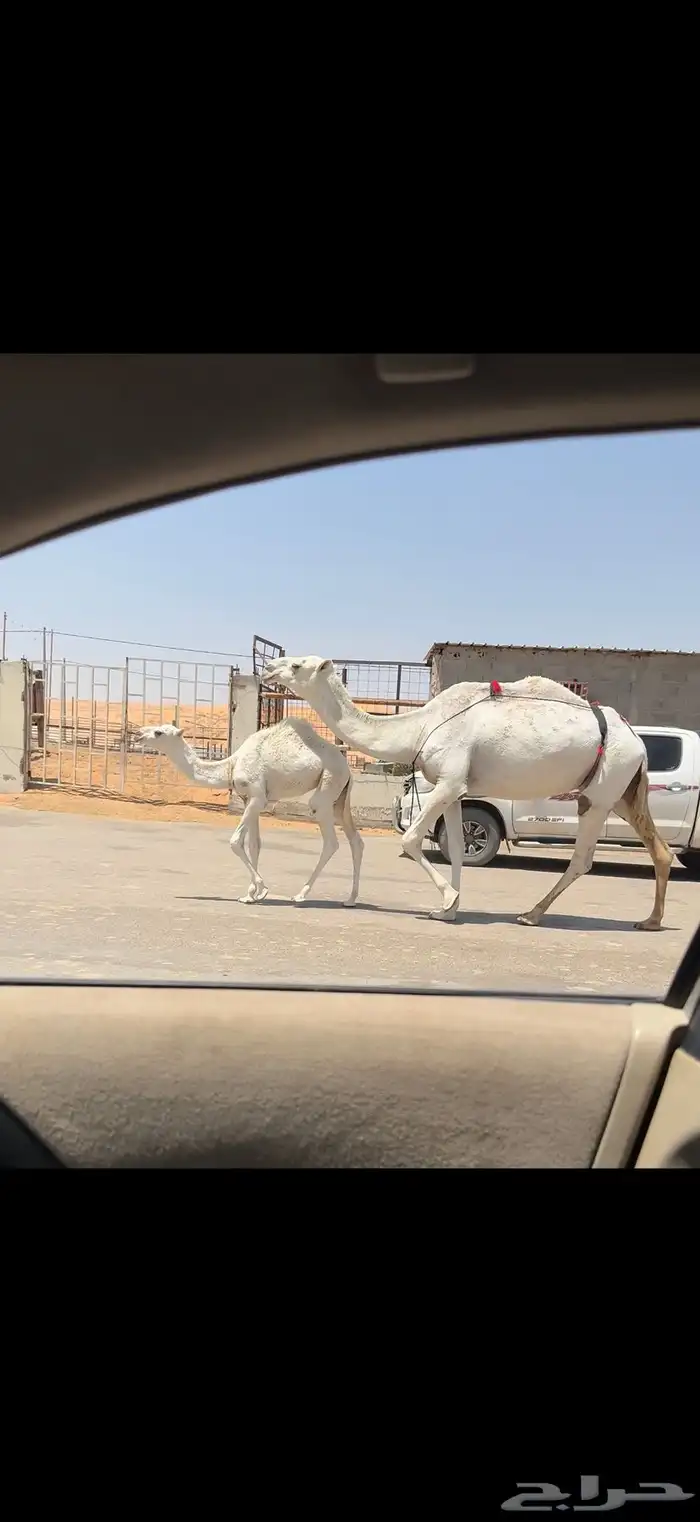 عشراء وضحاء تحتها قعود 5