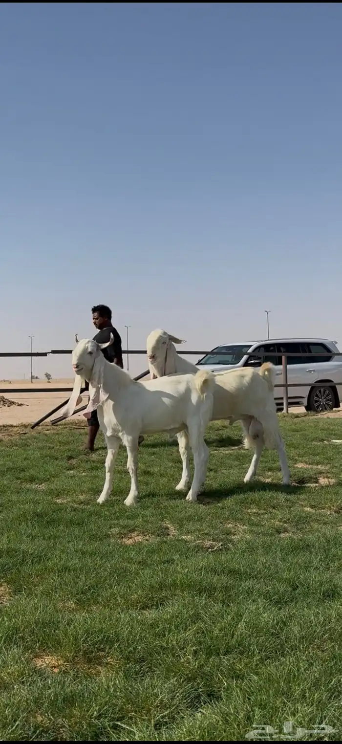 مشاريك فاخره جذعات وفحول جذعان فاخره 7