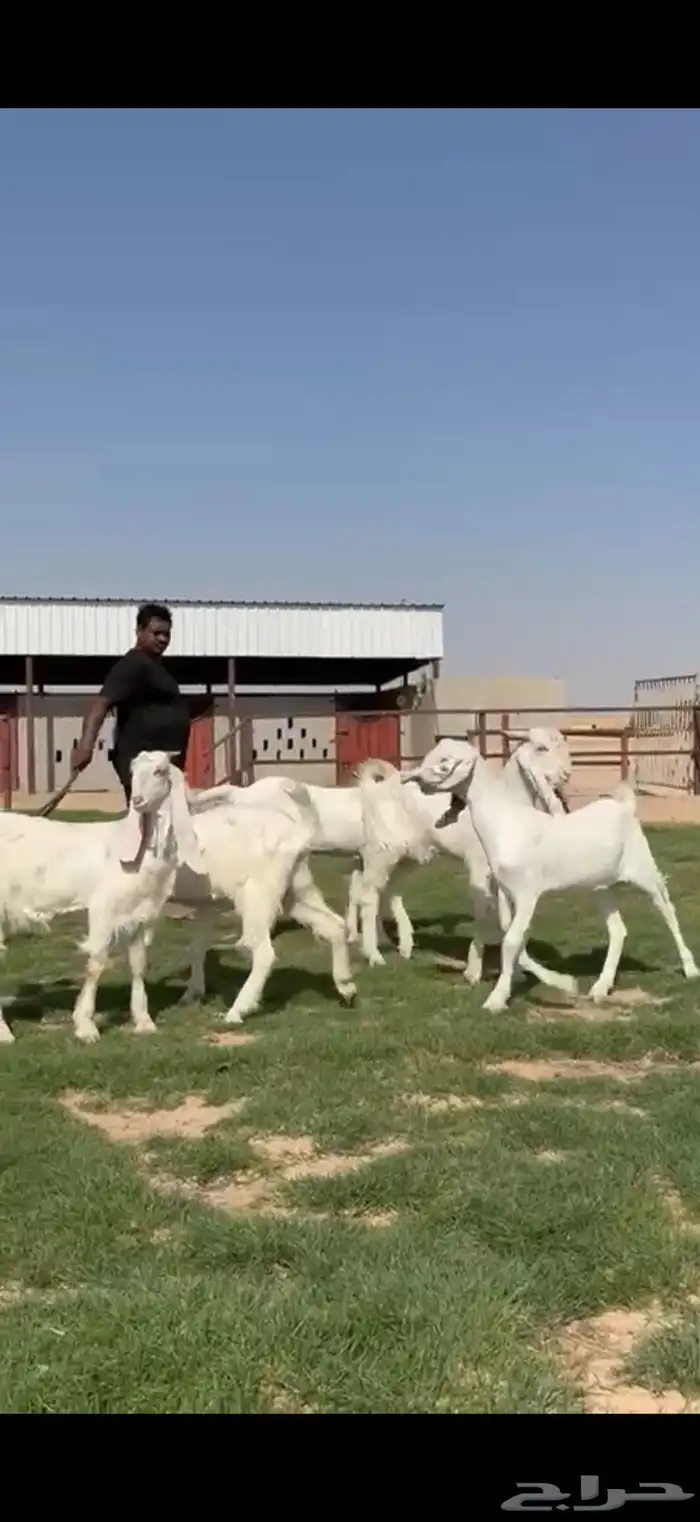 مشاريك فاخره جذعات وفحول جذعان فاخره 0