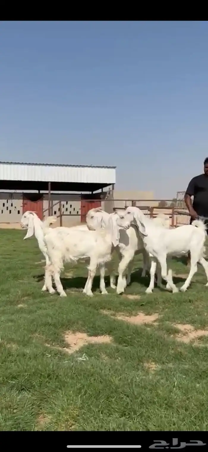 مشاريك فاخره جذعات وفحول جذعان فاخره 4