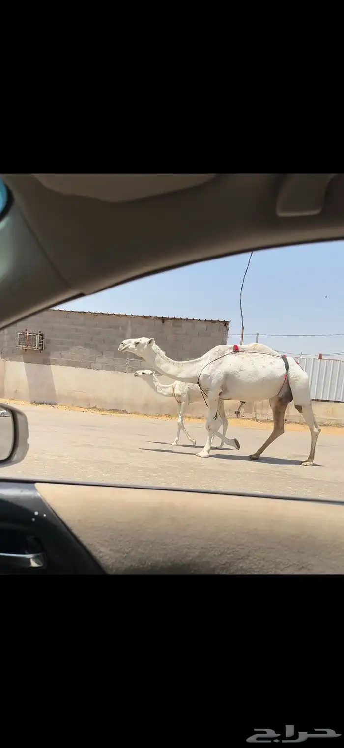 عشراء وضحاء تحتها قعود 2