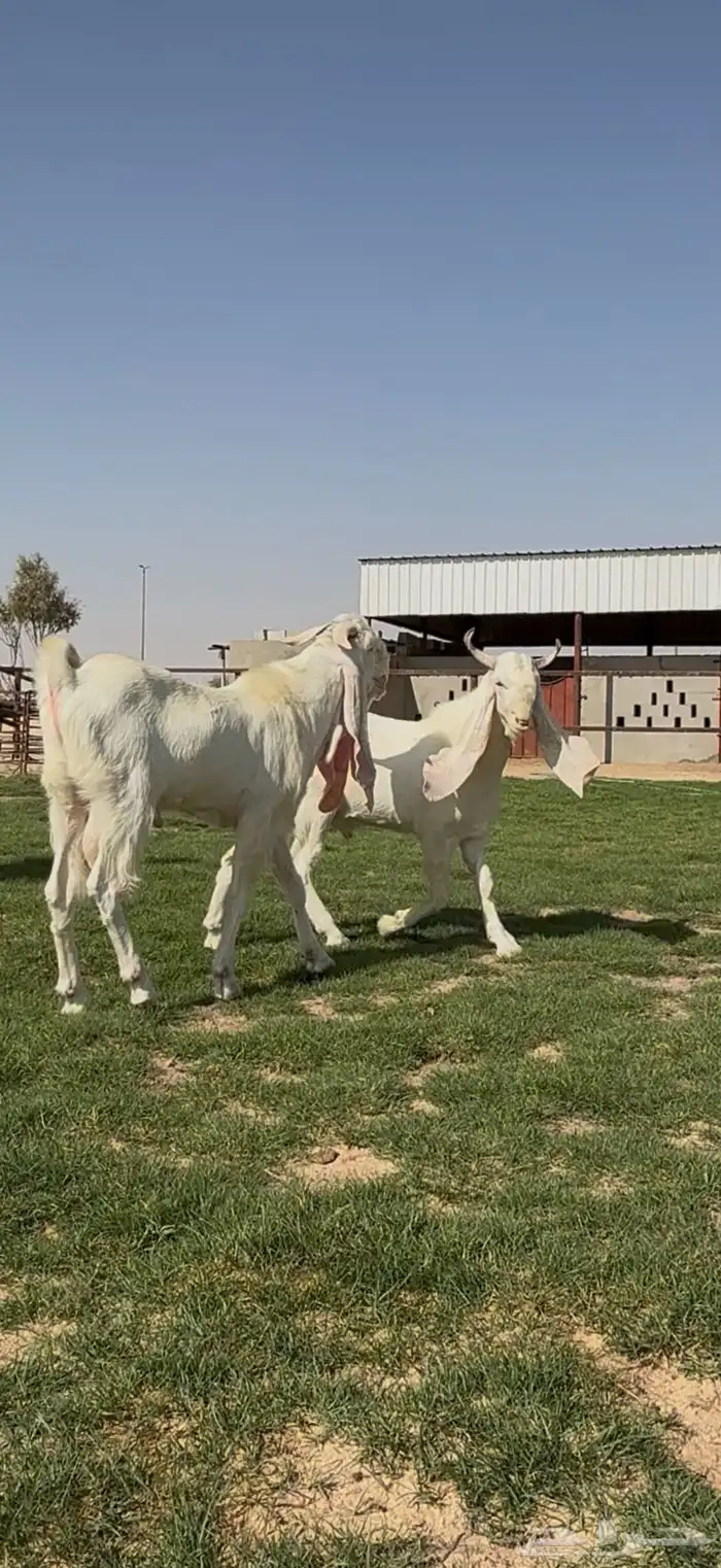 مشاريك فاخره جذعات وفحول جذعان فاخره 8