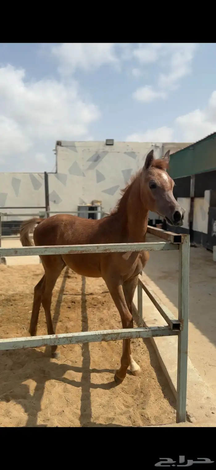 خيل مهر(واهو) 1