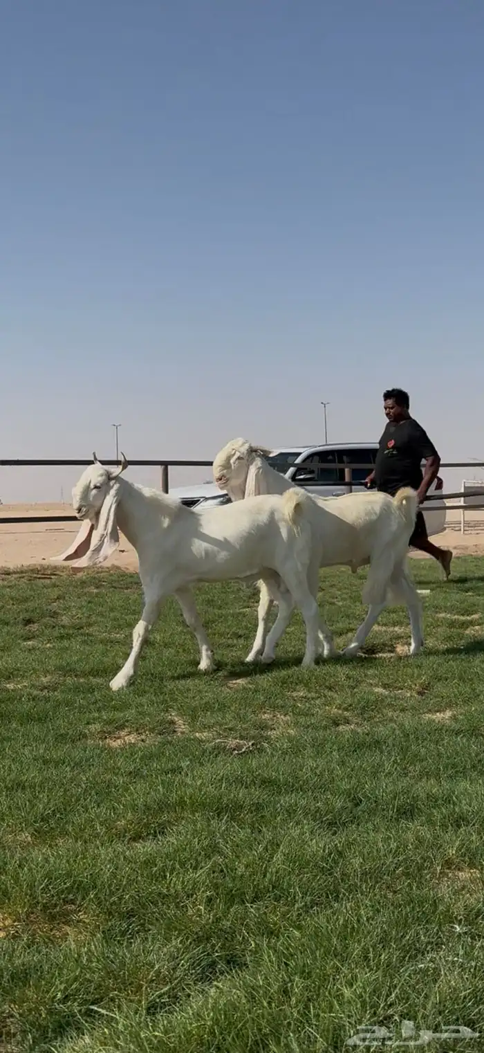 مشاريك فاخره جذعات وفحول جذعان فاخره 6